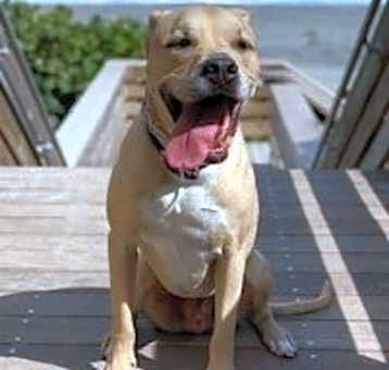 Photo of Dodger *