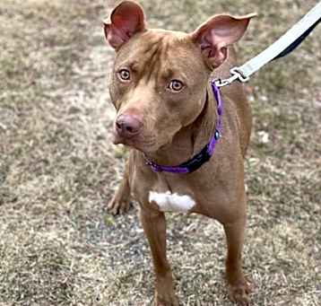 Photo of Hershey