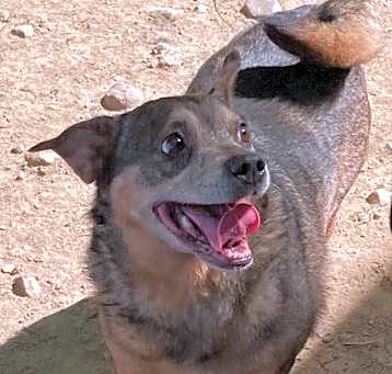 Photo of Sweetie