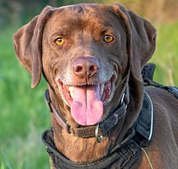 Photo of Buddy