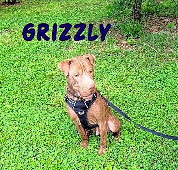 Photo of Grizzly
