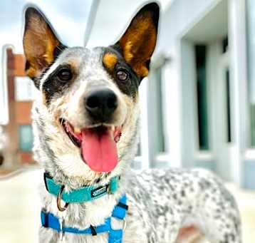 Photo of Parker