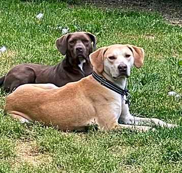 Photo of Violet (bonded with Carter)