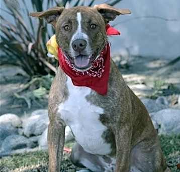 Photo of Apache