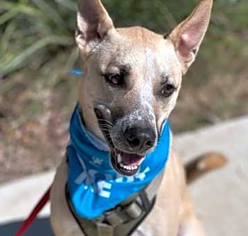 Photo of Dash