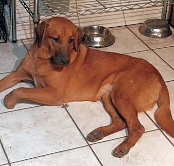 Photo of Gracie