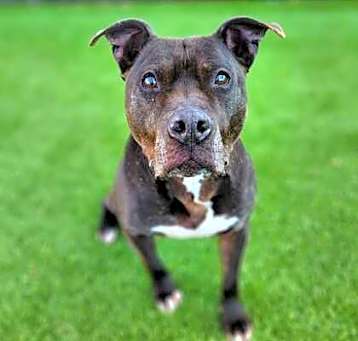 Photo of Smoochie 1404-22
