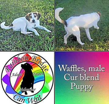 Photo of Waffles