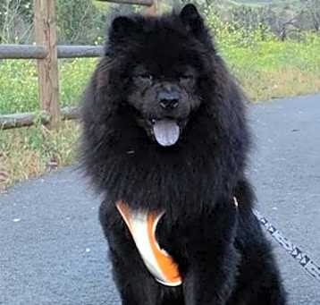 Photo of Leo (Chow)