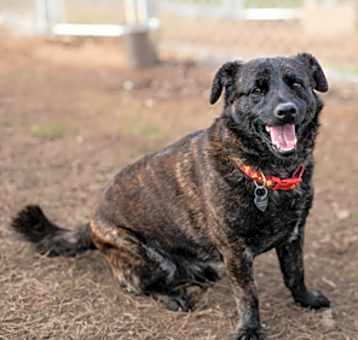 Photo of Chico