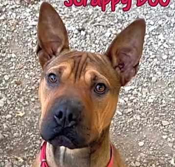 Photo of Scrappy Doo
