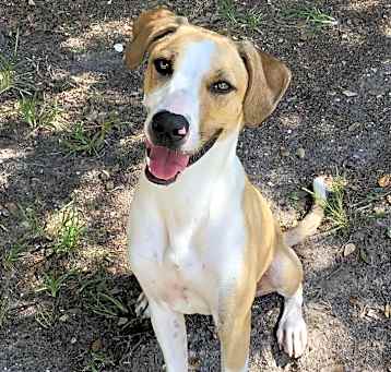 Photo of Buddy