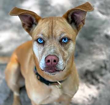 Photo of Frenchie
