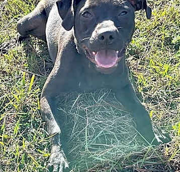 Photo of Dolly
