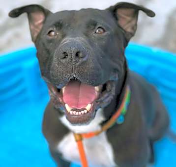 Photo of BUDDY