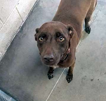Photo of Pip