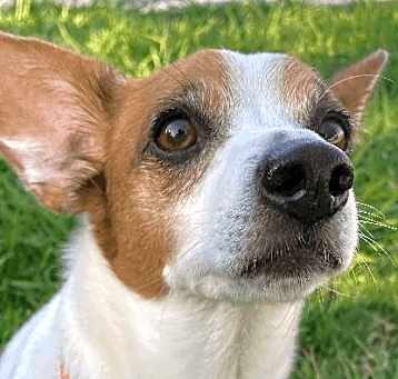 Photo of Bugsy
