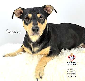Photo of Chaparro