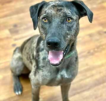 Photo of Duke