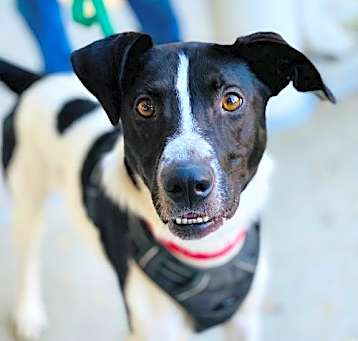 Photo of Chester 2 *Adopt or Foster*