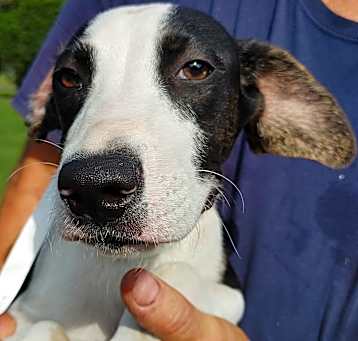 Photo of Ryder