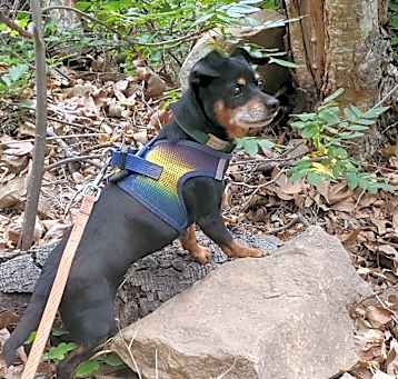 Photo of Minnow