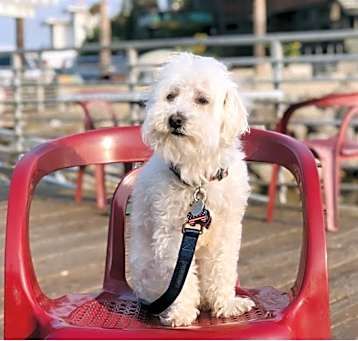 Photo of Marley