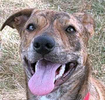 Photo of Brodie