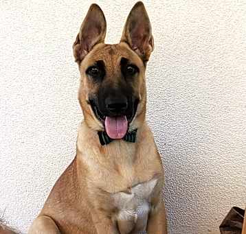Photo of Jax