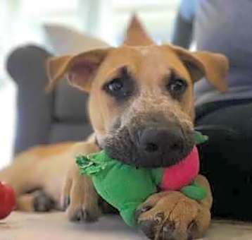 Photo of BUDDY