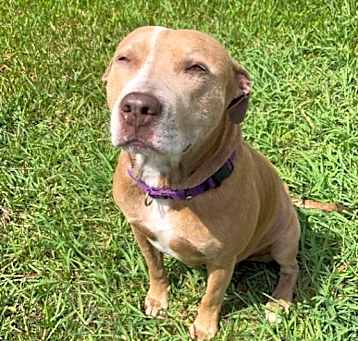 Photo of Cocoa