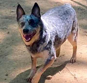 Photo of Cattle Dog (aka "Cattle D")