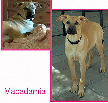 Photo of Macadamia