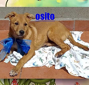 Photo of Oso