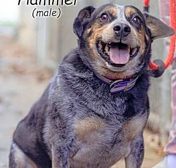 Photo of Hammer