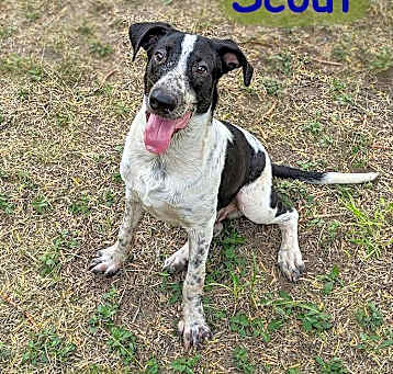 Photo of Scout