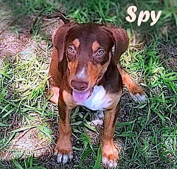 Photo of Spy