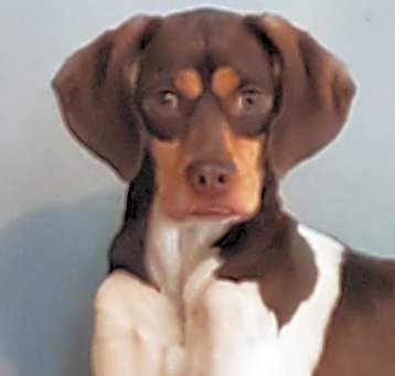 Photo of Milo