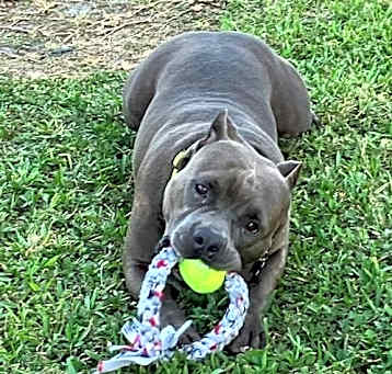 Photo of Dozer