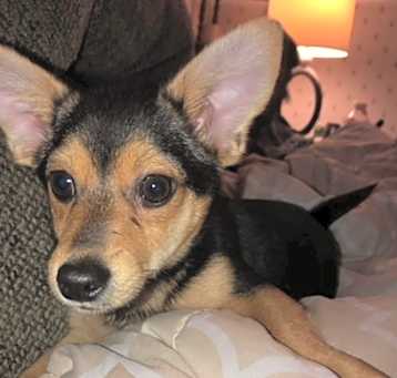 Photo of Max