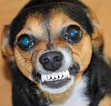 Photo of Vinnie