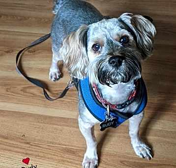 Photo of Rudy