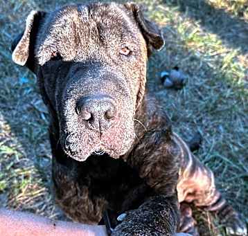 Photo of Diesel