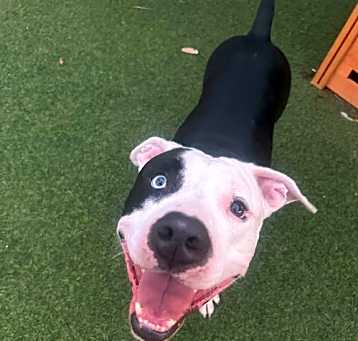 Photo of Tux