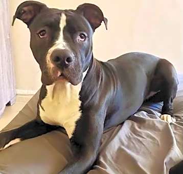 Photo of Sheba