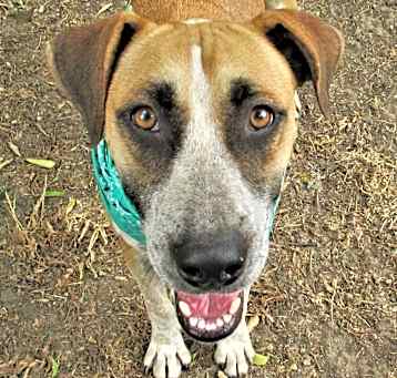 Photo of Sage