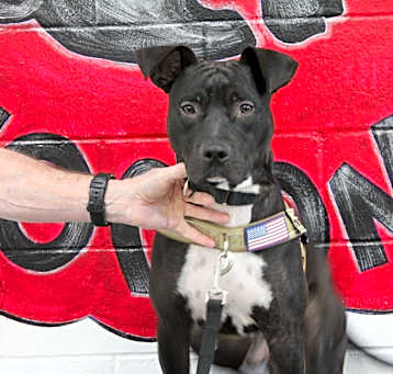 Photo of Bo