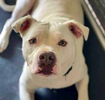 Photo of Caesar