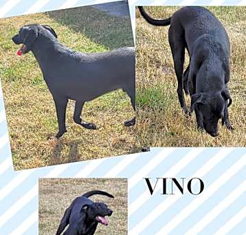 Photo of Vino