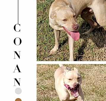 Photo of Conan